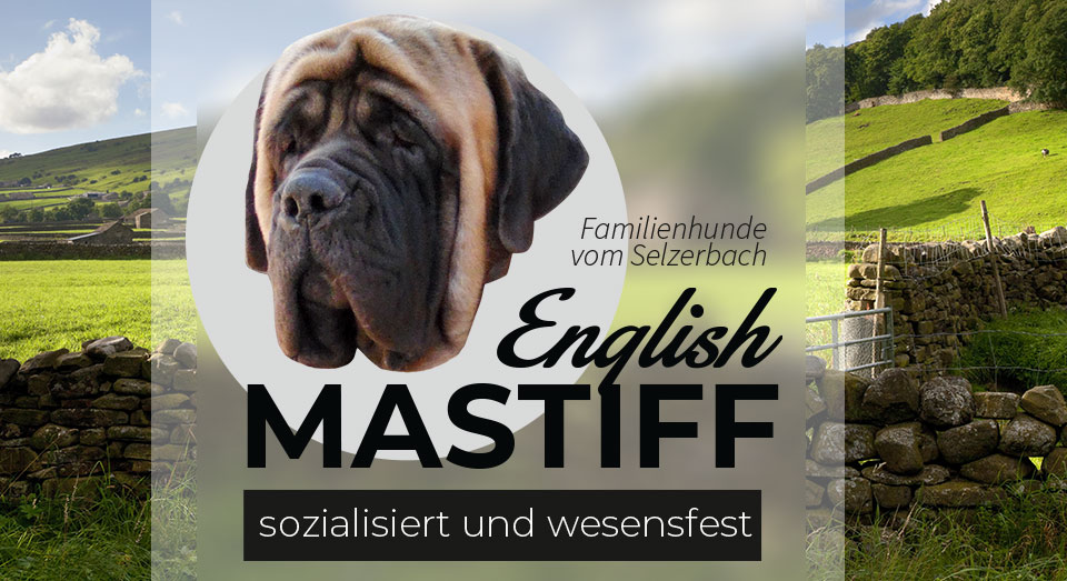 English Mastiff - Familienhunde vom Selzerbach - sozialisiert und wesenfest